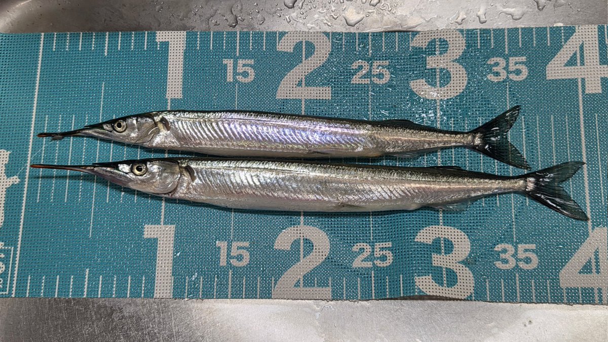 Harunobufishing's tweet photo. 今日は5:30-9:30で春サヨリに挑戦🎣朝マズメはうねりが凄く、周りを見てもなかなか厳しい様子だったけど、なんとか２匹で、大きい方は40cm。秋とは違って難しかったけど、立派なサヨリが釣れて大満足✨浦安釣法楽しい🎉 https://t.co/j94idBO084