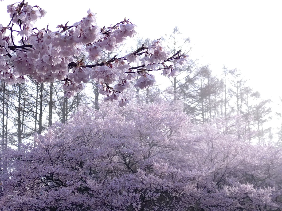 go!!go!? tweet media