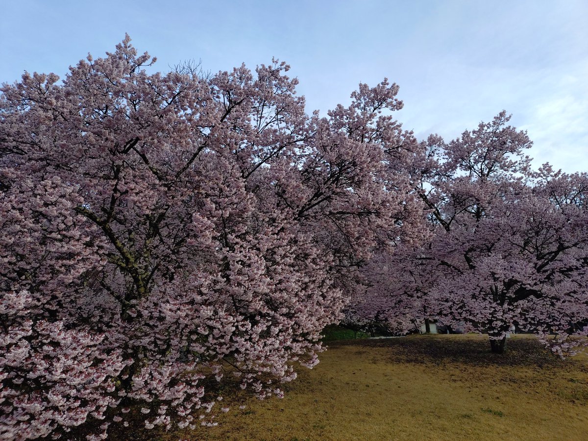 go!!go!? tweet media