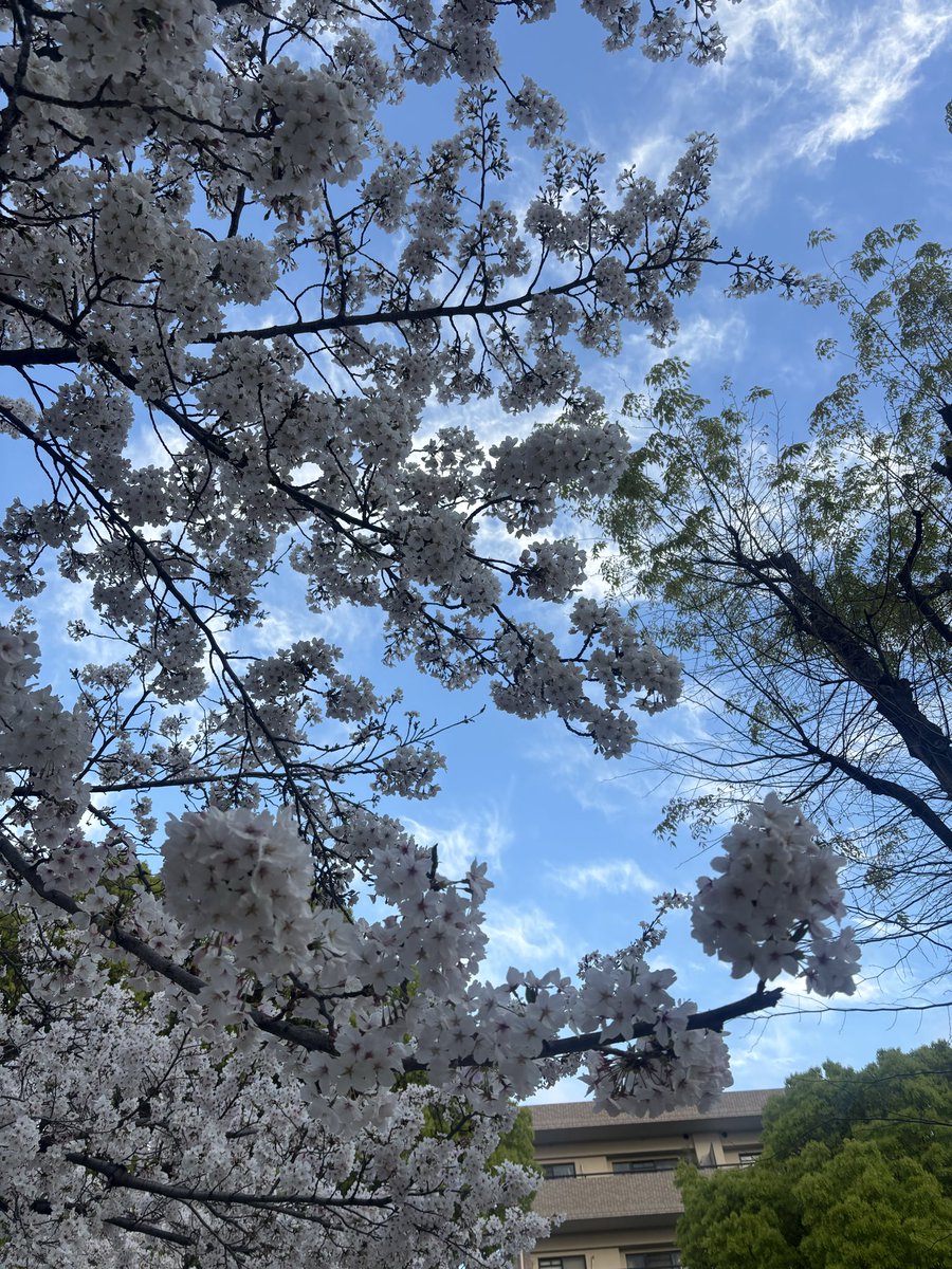 up_qol's tweet photo. こっそり仕事を抜け出して
ちょっとだけ花見🌸 https://t.co/BF7f67Idf9