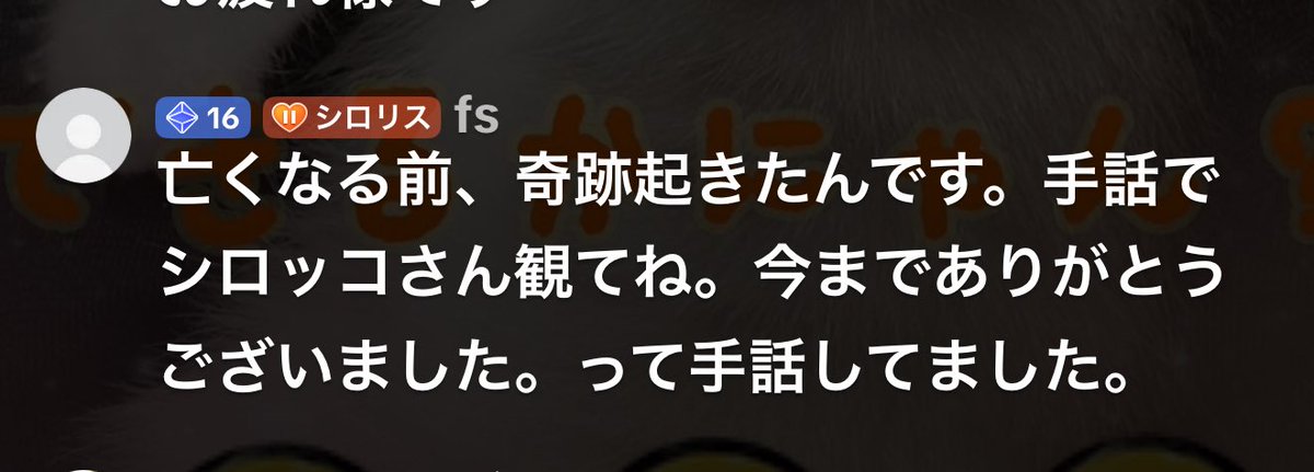 シマ@レインとエテは世界一【合同会社ねこあらし】 tweet media
