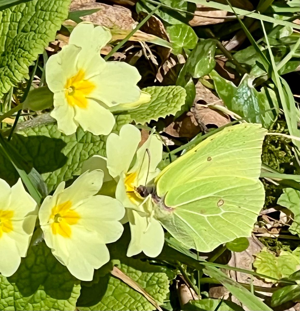 Hazel Prior tweet media