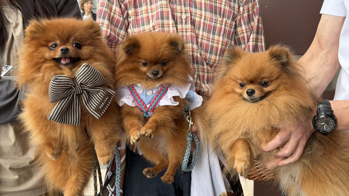 tanunpo's tweet image. みんな2.0kg！cute！
さてぽきちはどれでしょう！🐻🐻🐻
#ポメラニアン #pomeranian