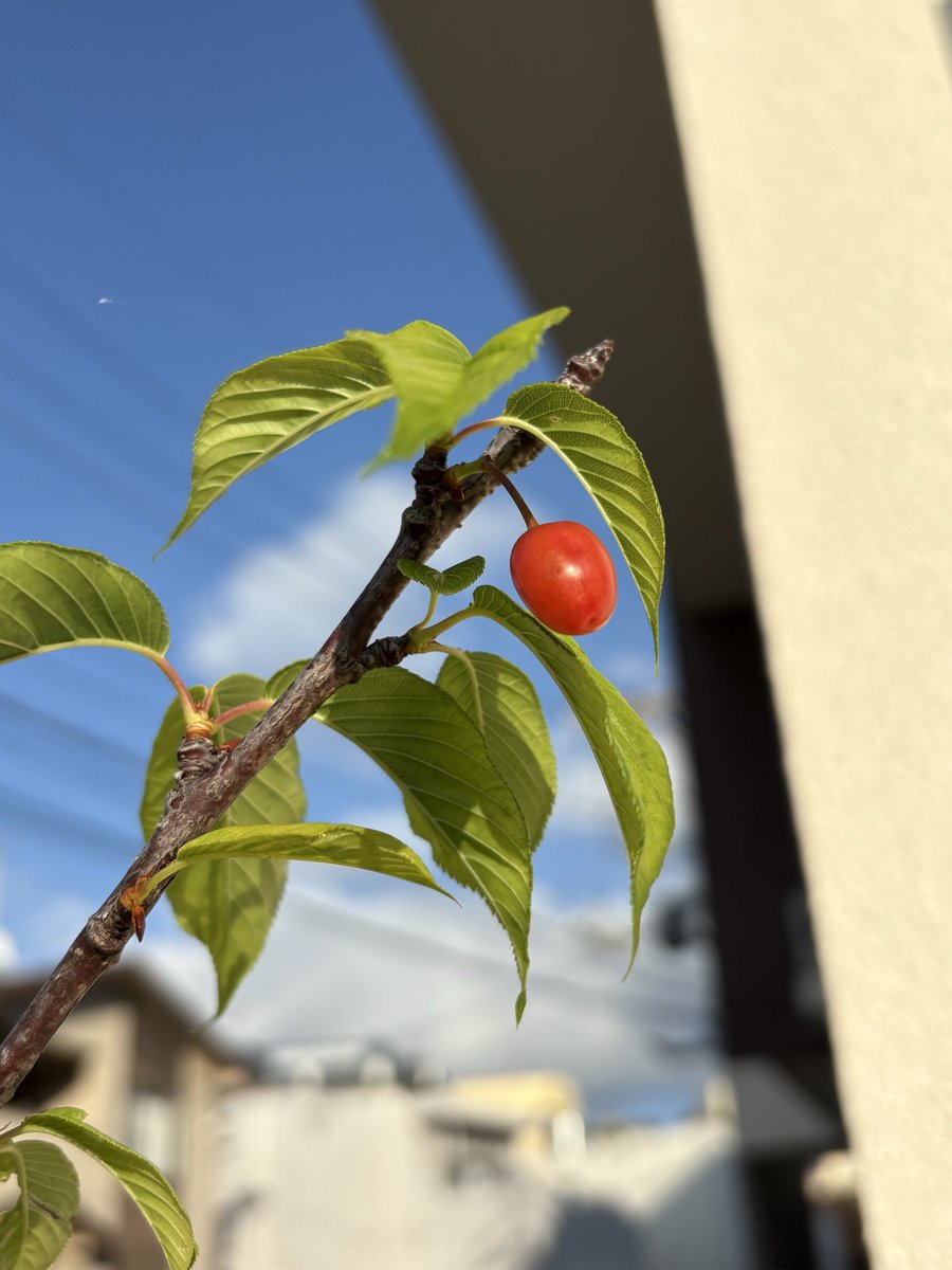 てる（人生瞑想中） tweet media