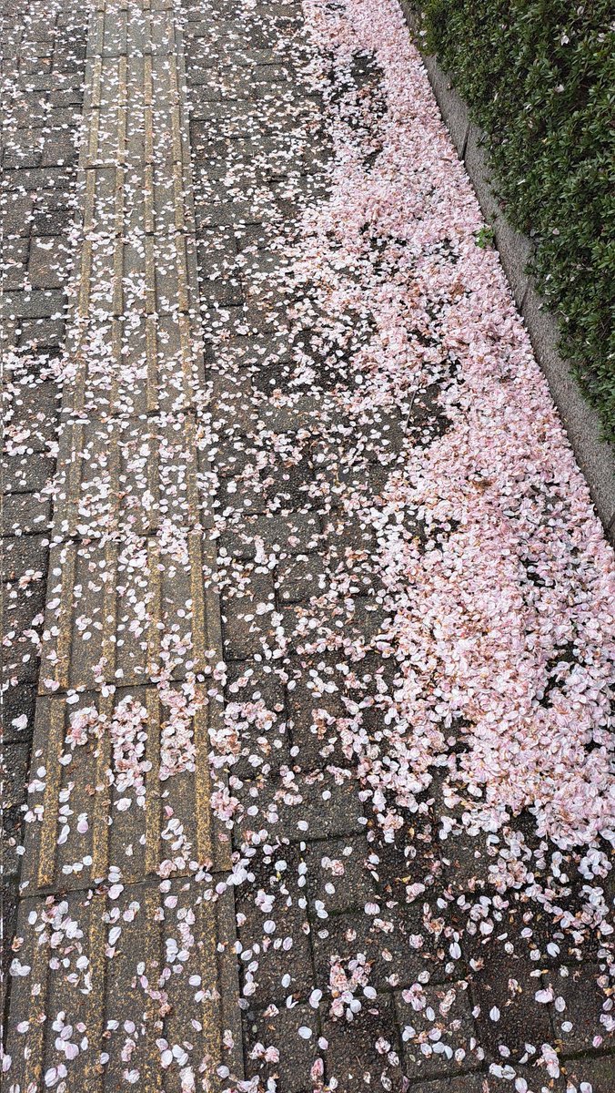 ブチ子 tweet media