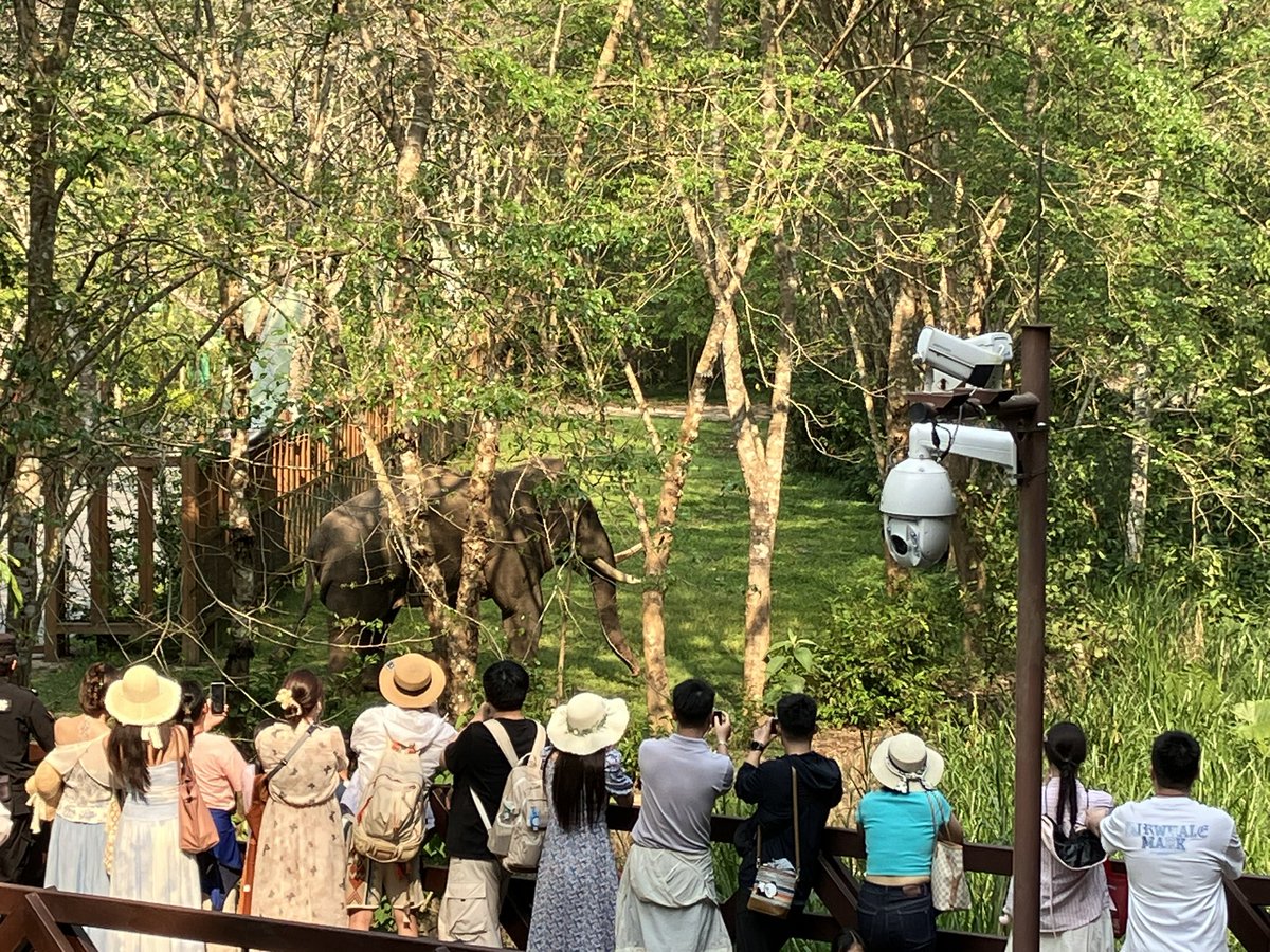 mixian14's tweet photo. 西双版纳の野象谷(野生アジアゾウ保護区)にて。ゾウが象博物館を訪問。 https://t.co/FZJLtSH8oL