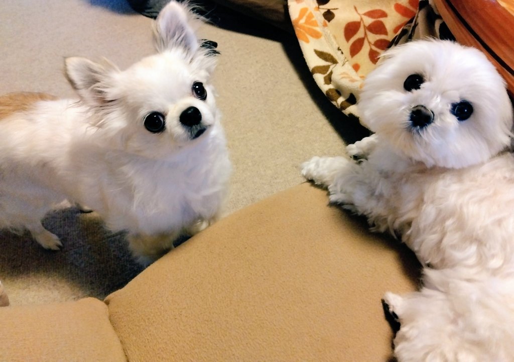 きなこ tweet media