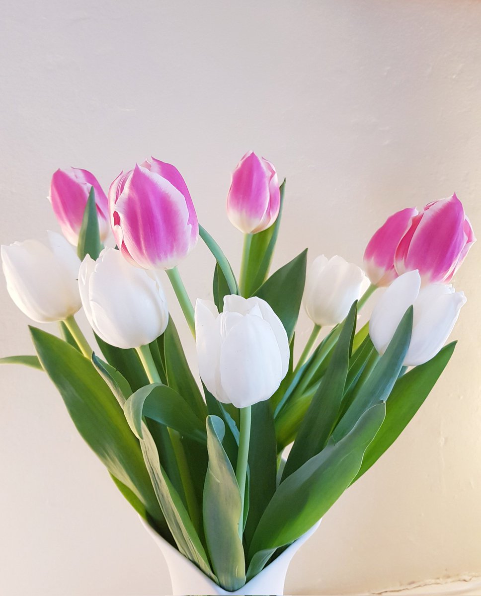 ✨️✨️✨️✨️Hayley ✨️✨️✨️✨️ tweet media