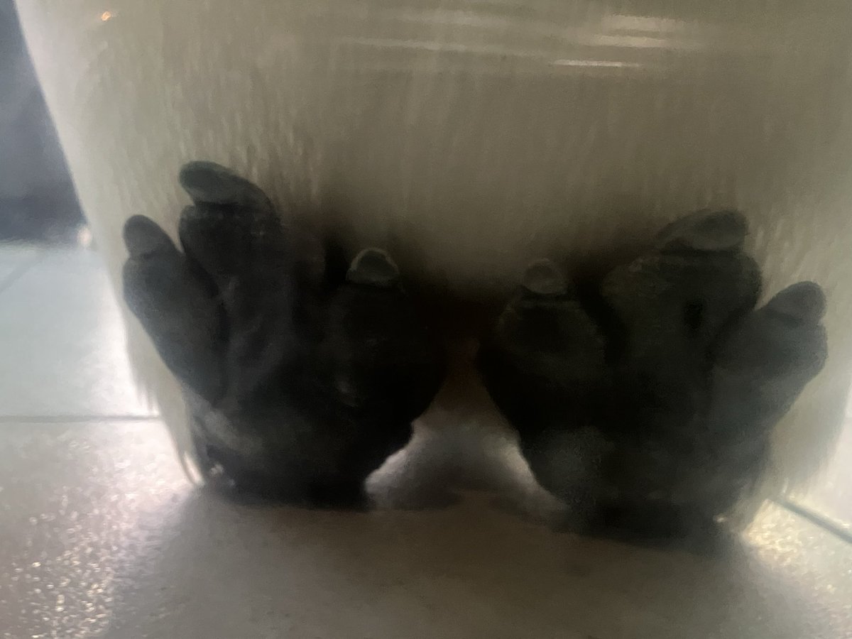 かずりん tweet media