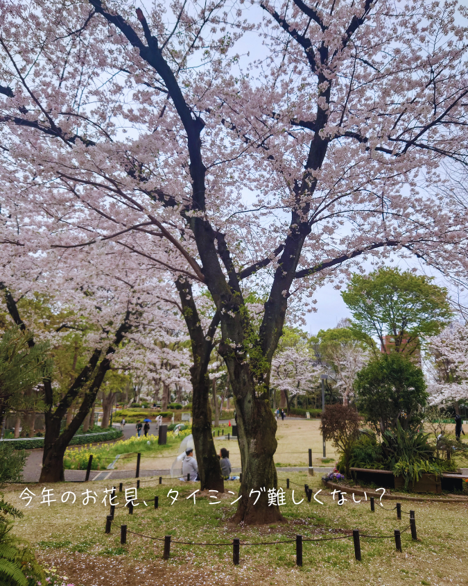 87woikeru's tweet photo. 曇り空の下で、お花見フリースタイル。

※コンビニコーヒー片手にお散歩

#お花見2026 https://t.co/tCPEw1xHLM