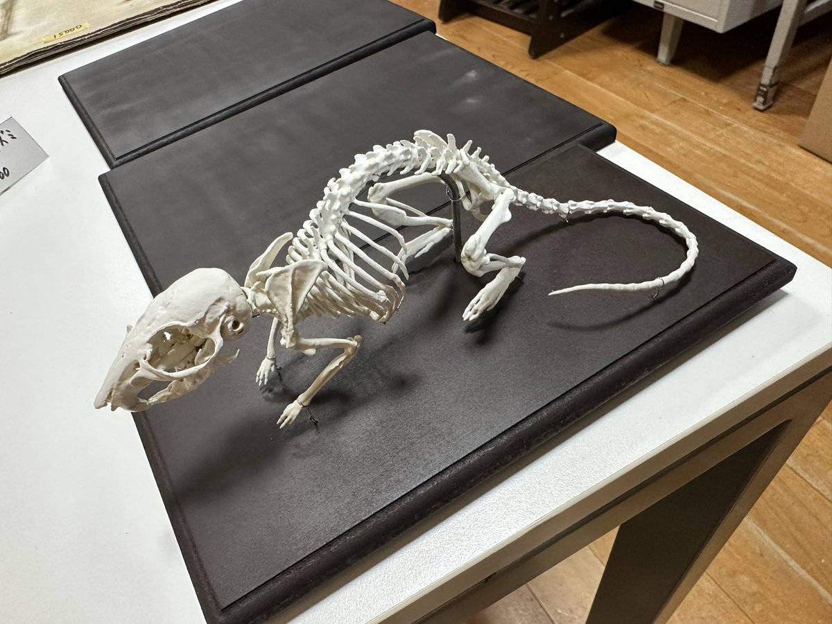 アンフィ合同会社 tweet media