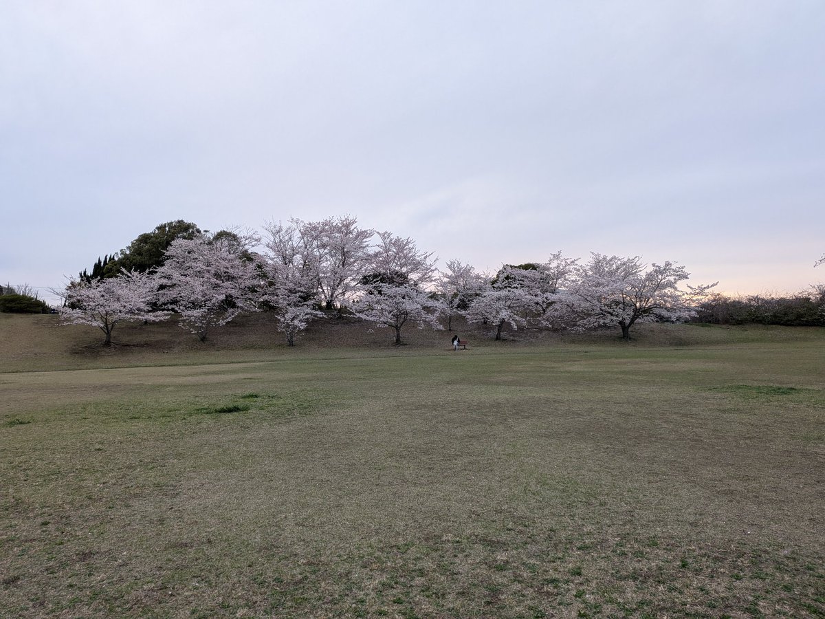 ぱしり@やっさいもっさい tweet media