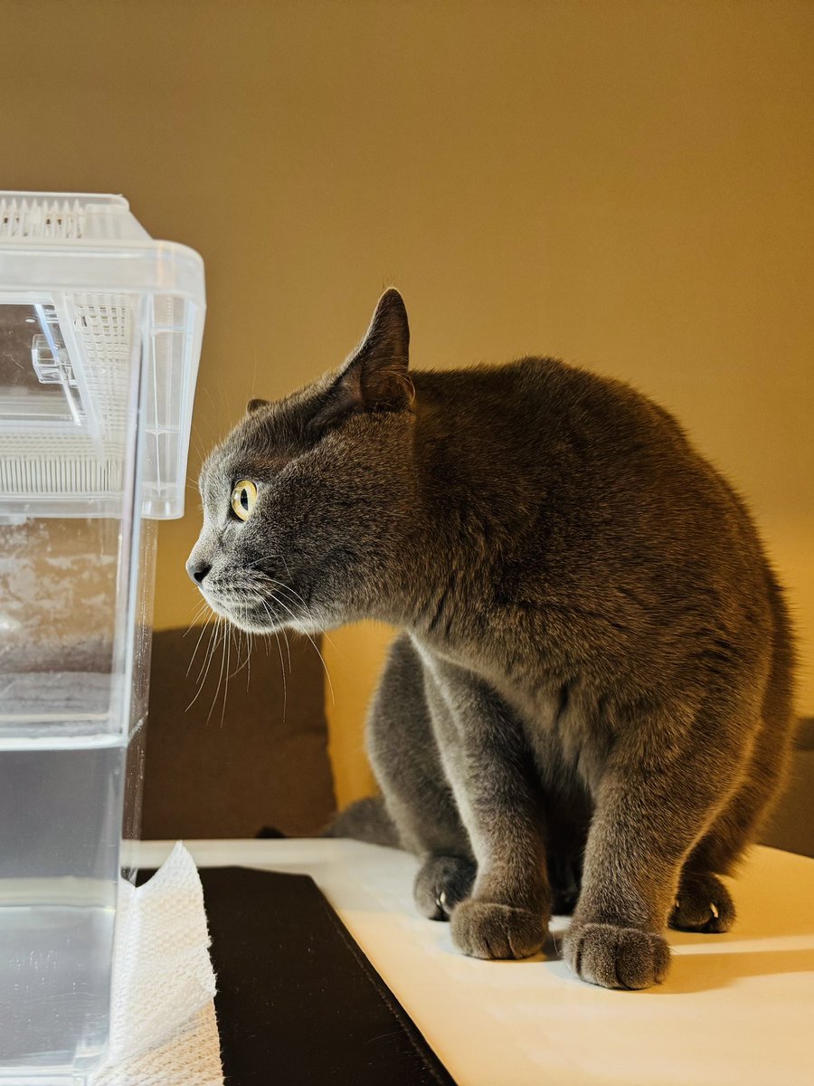 ブリオくんは猫なのさ tweet media