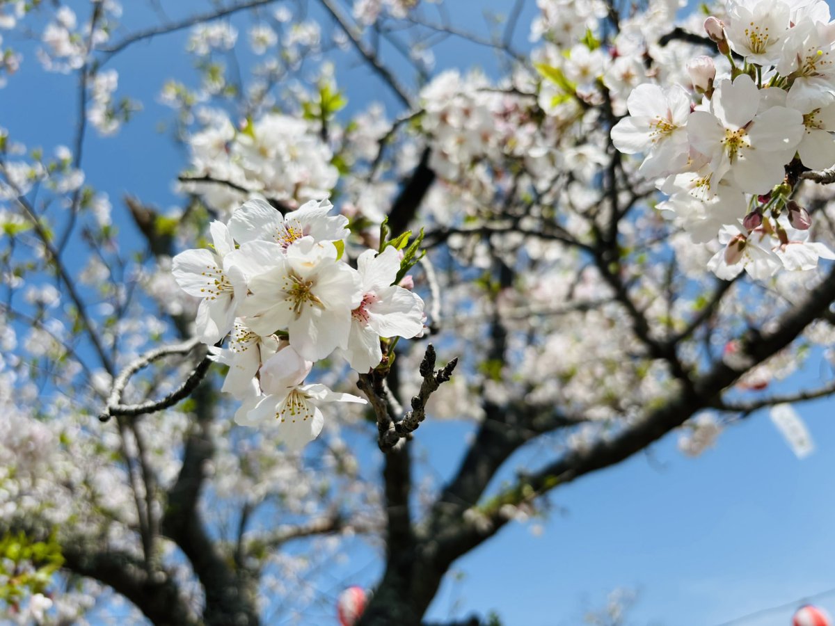 らいちはまたの名をばいきんきん tweet media