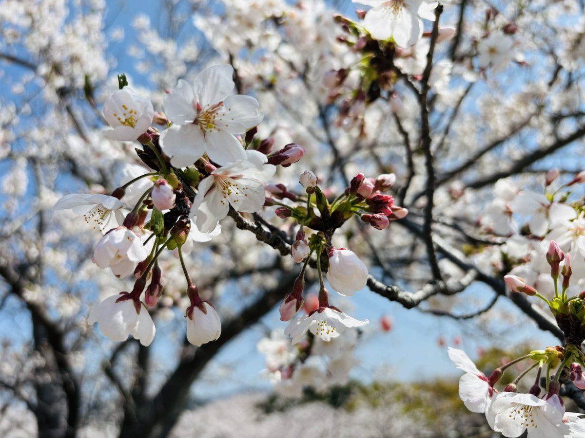 らいちはまたの名をばいきんきん tweet media