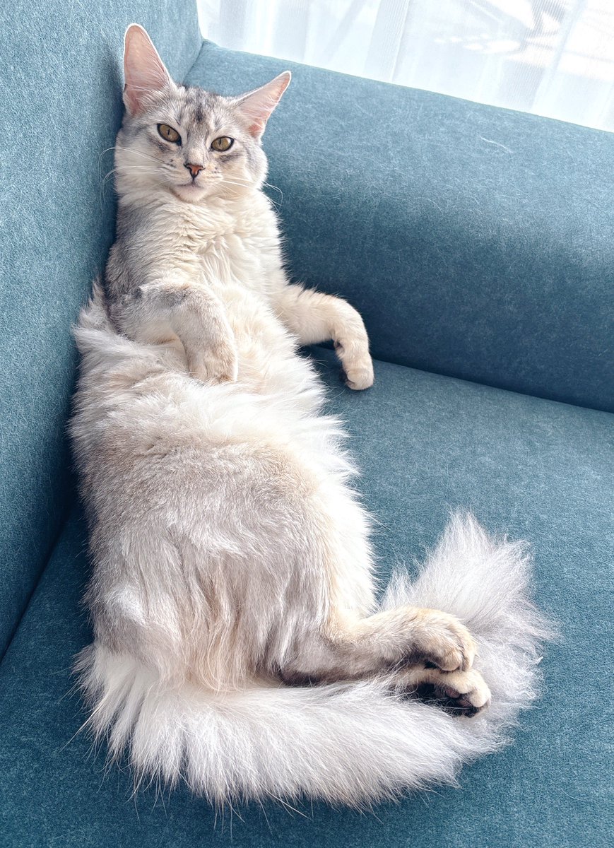 そばちゃん tweet media