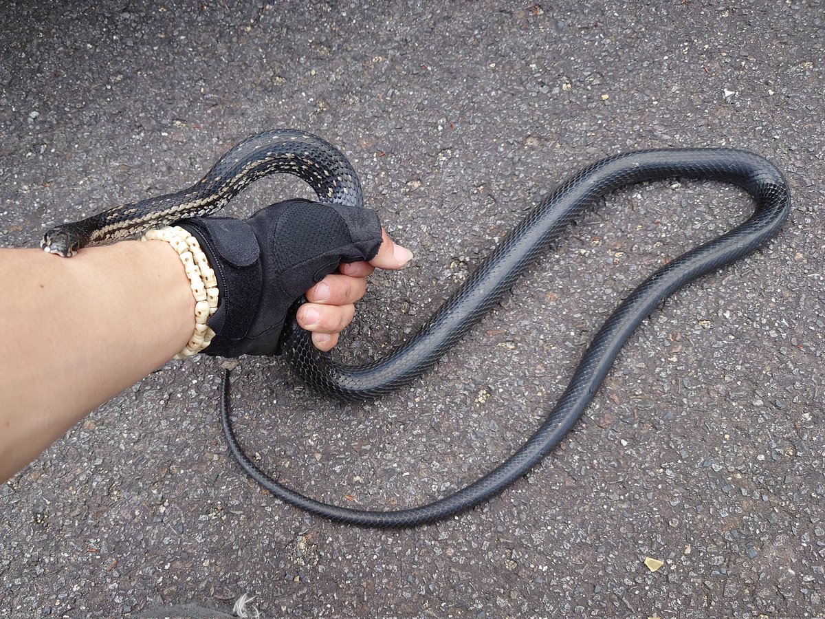 Gro-🐍 (ﾏﾑｼ Love💕) tweet media