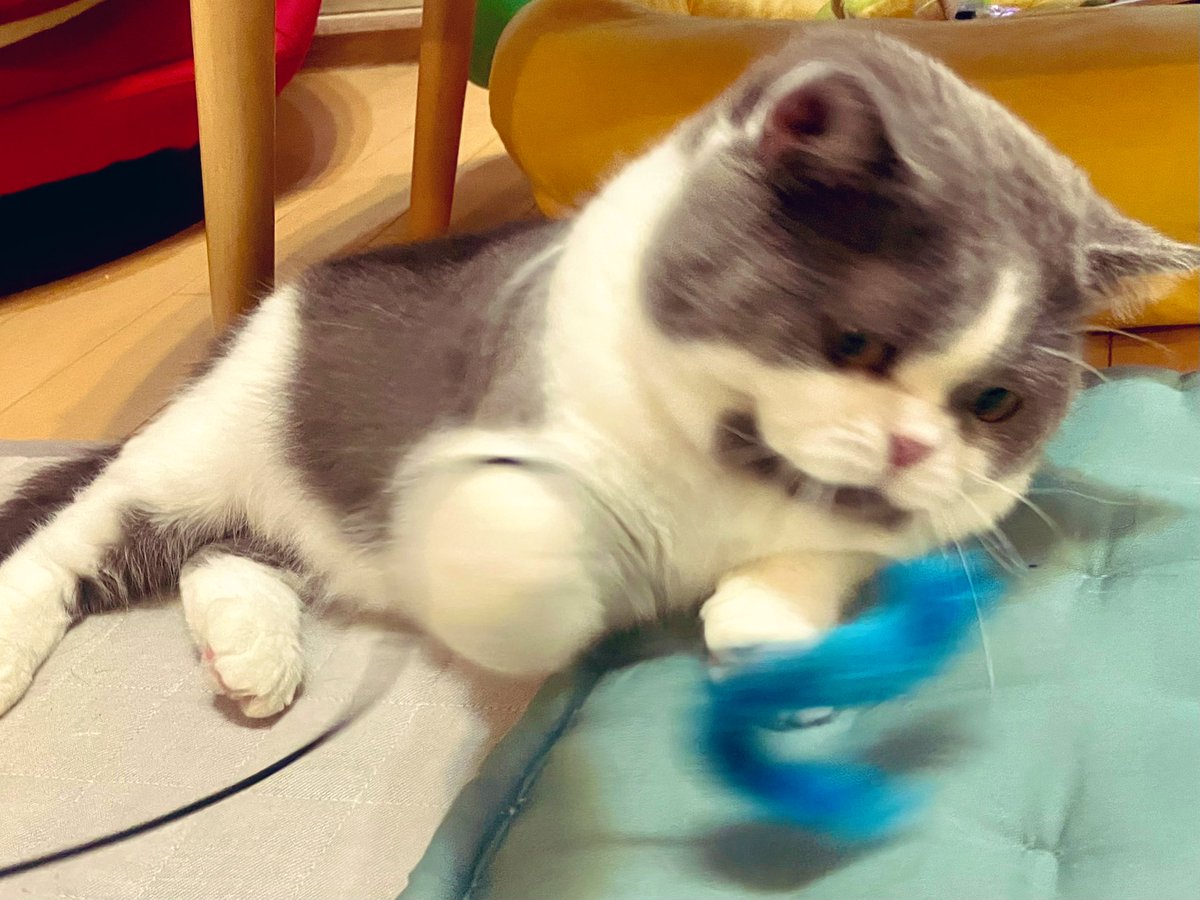 ふかひ tweet media