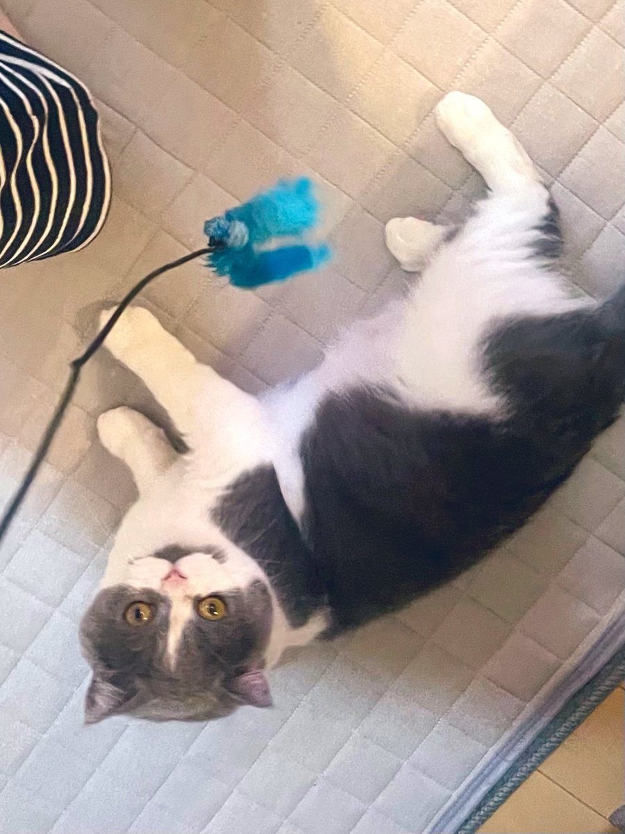 ふかひ tweet media