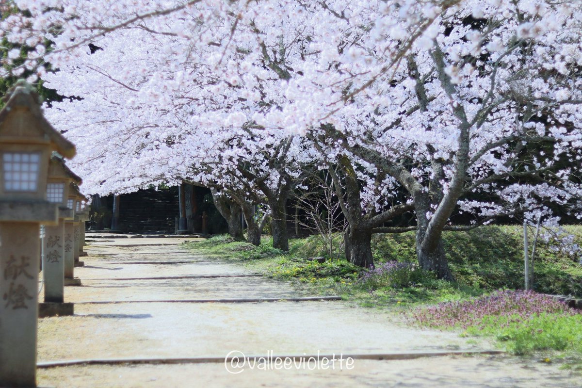 valleeviolette's tweet photo. 満開の桜を自分の目で見てようやく「あぁ、春が来たんだなぁ…」としみじみ。

こうして静かに佇む桜の下にいると、何気ない普通の毎日が当たり前なんかじゃなくて、すごく大切なものなんだと切なくなる。来年も再来年も変わらずここで穏やかに桜を見れますように。

#桜
#ファインダー越しの私の世界 https://t.co/VTQRbRFiTp