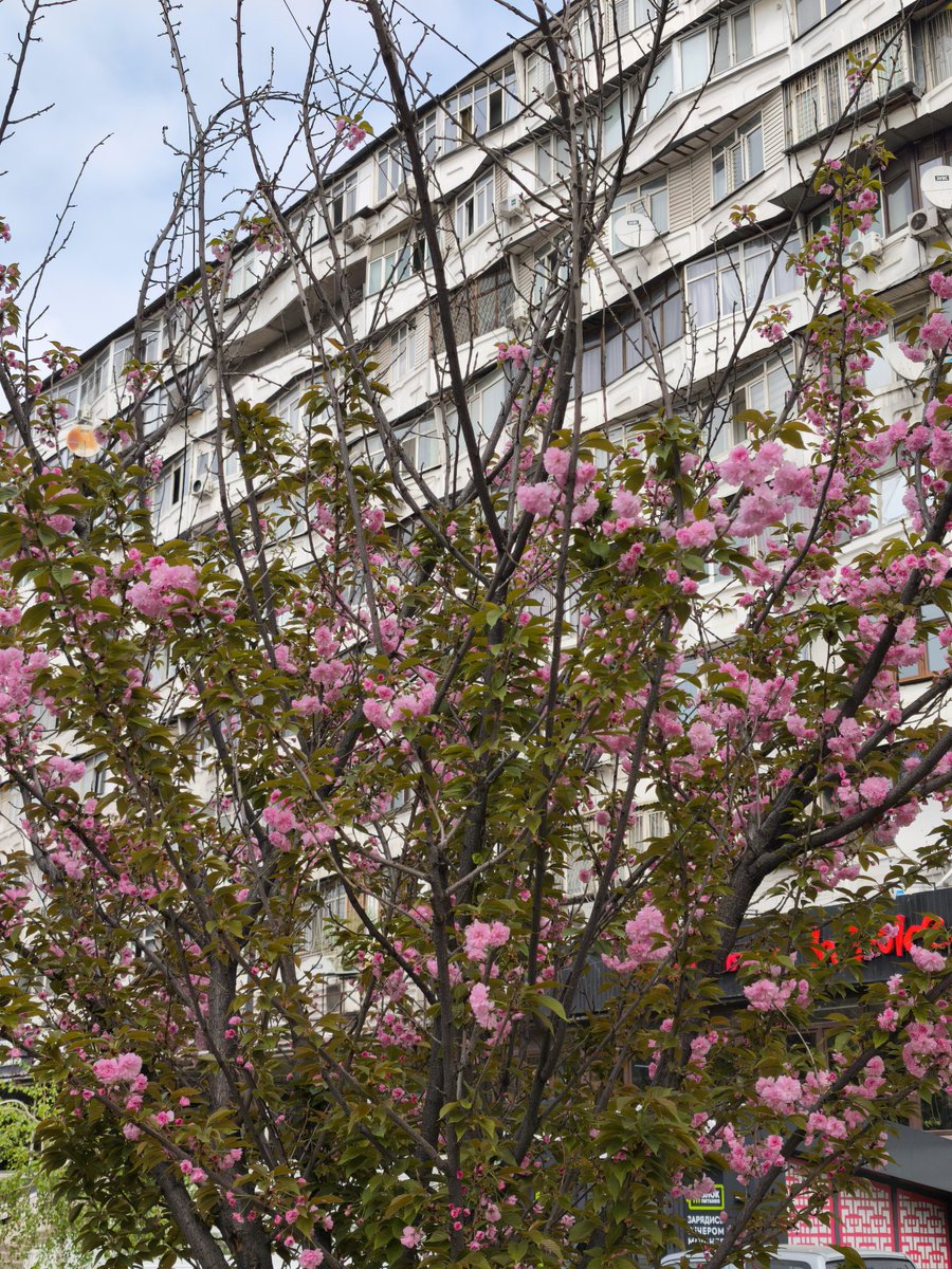 Azis Abakirov tweet media