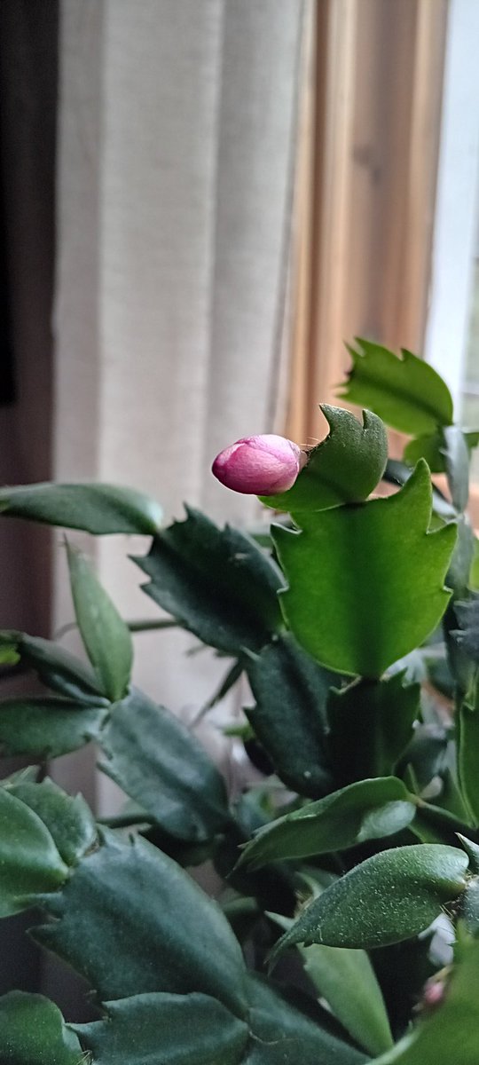 Joulukaktus intoutui tekemään kukkia kevään koettaessa.