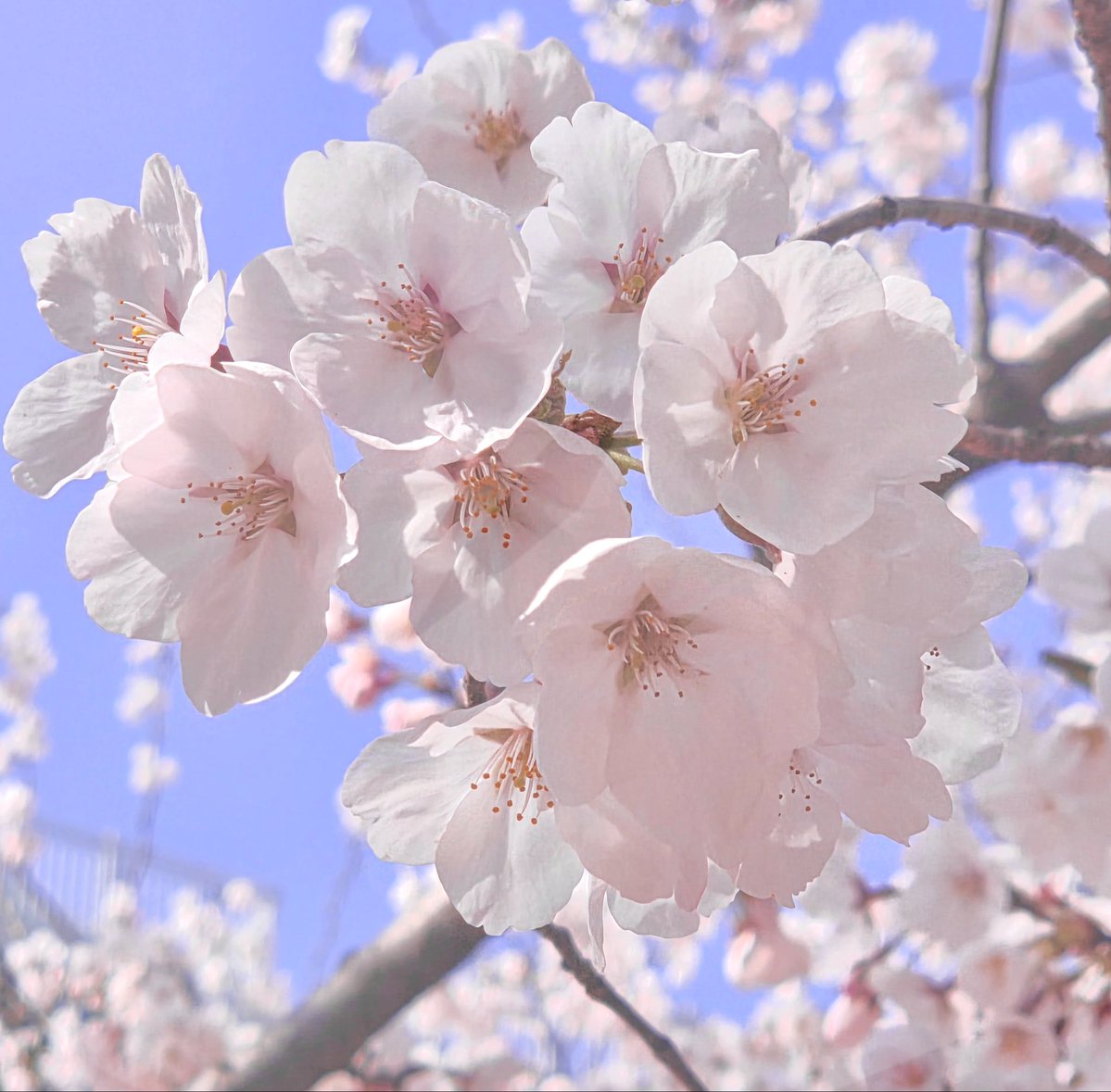 みゆき tweet media