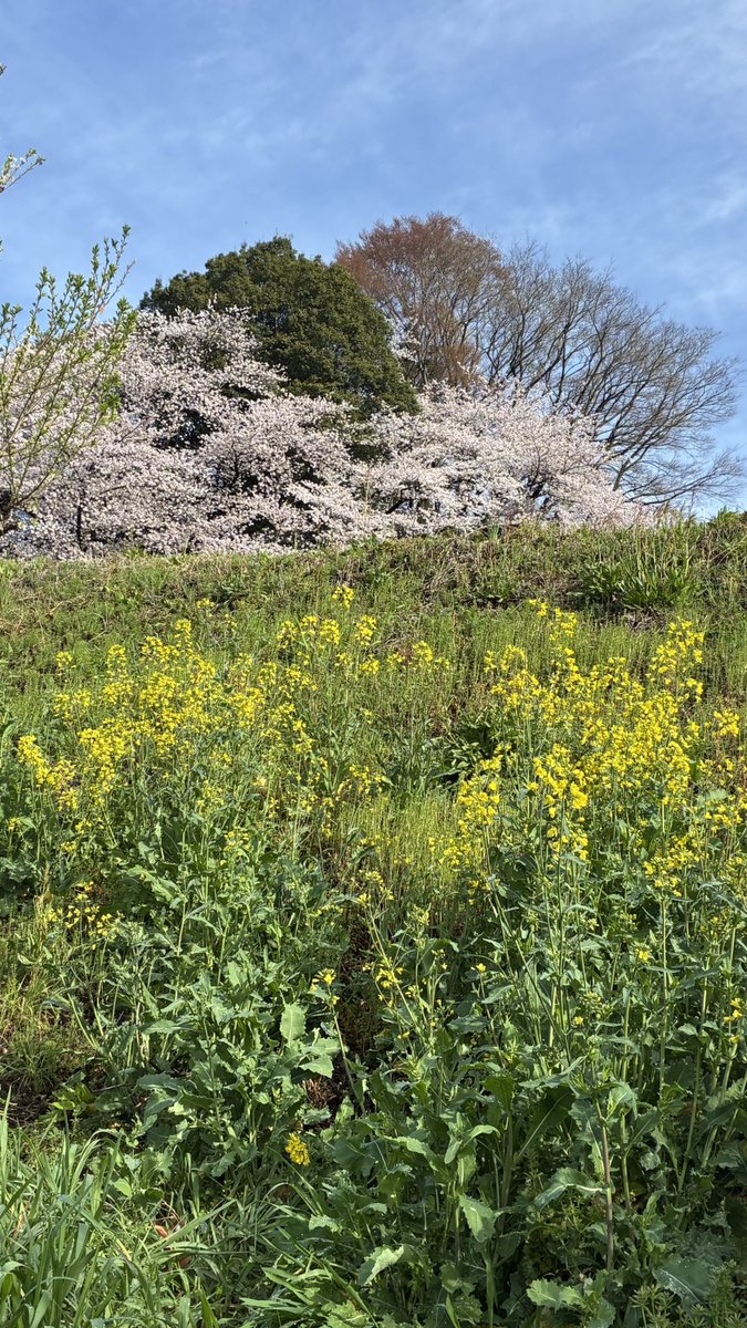 東西南北、 tweet media