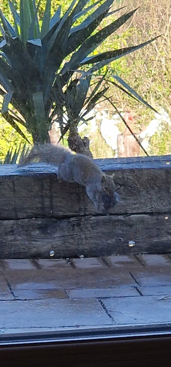 CraigHughesUpholstery tweet media