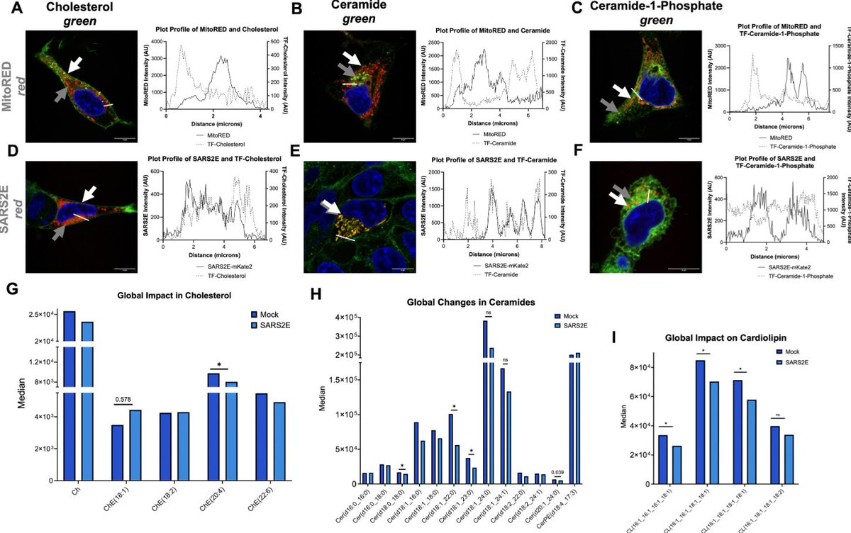 Harry Spoelstra tweet media