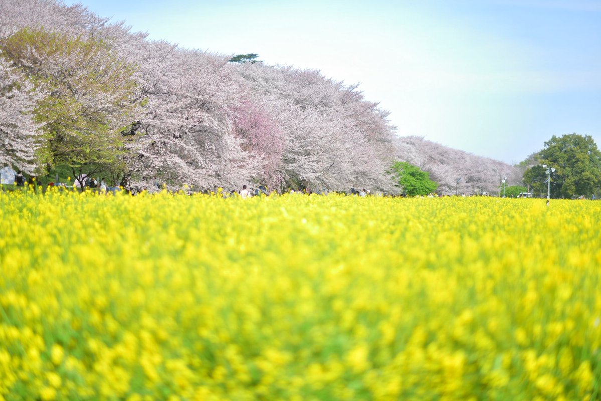 い ち た く tweet media