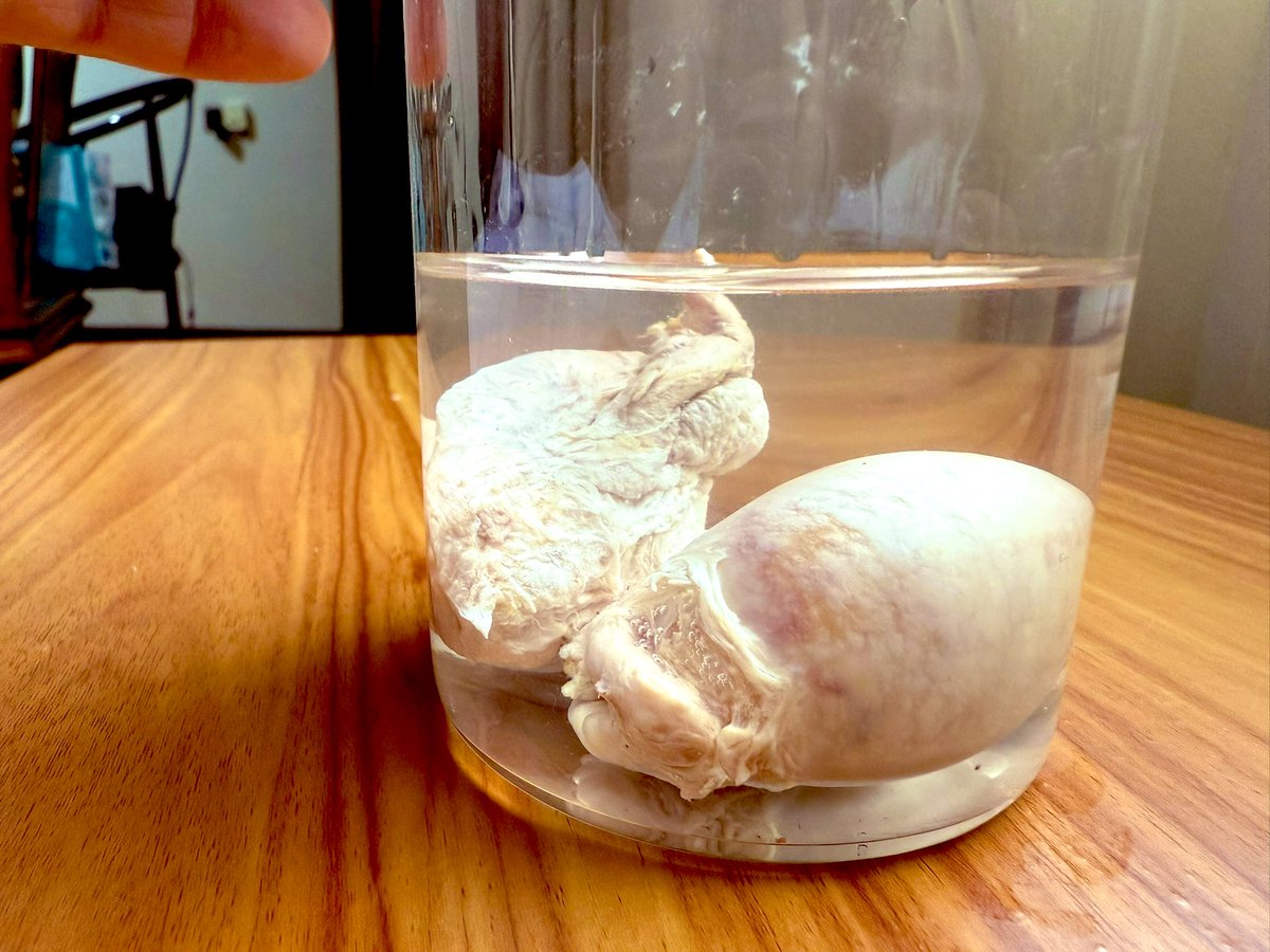 多肉小太监 tweet media