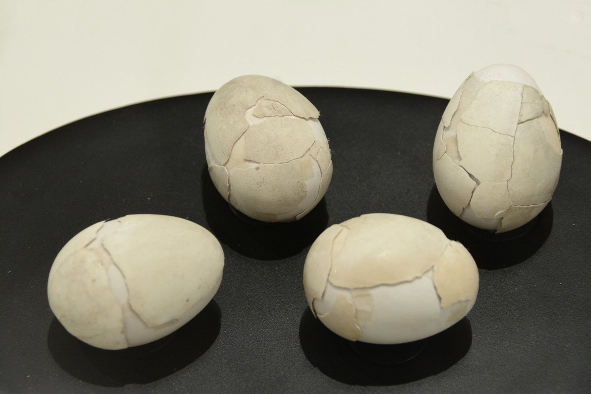 Dr Sophie Hay tweet media