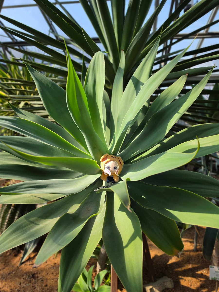 AengBorr（エンボル）@ストレイxr両日 tweet media