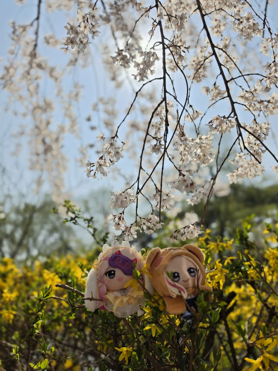 AengBorr（エンボル）@ストレイxr両日 tweet media