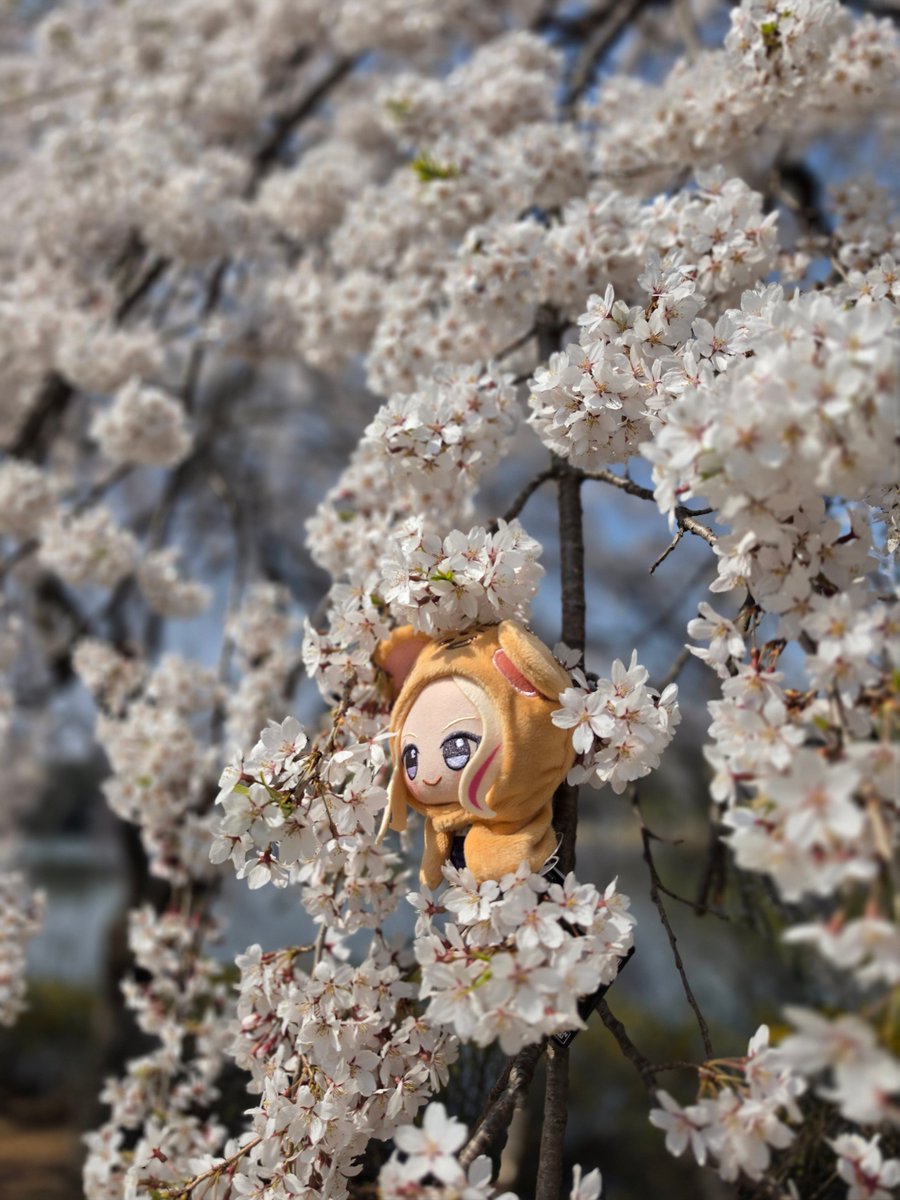 AengBorr（エンボル）@ストレイxr両日 tweet media