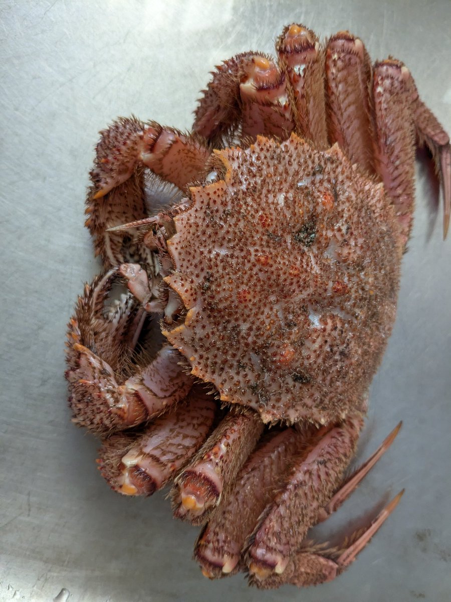 りょぅ🐥 tweet media