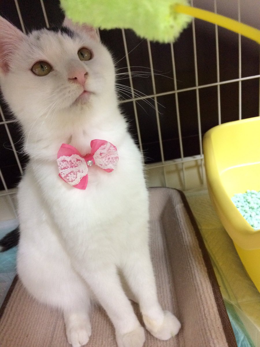 ygk0701's tweet photo. 【保護猫】ハナちゃん🐱
ねこじゃらしに夢中🐾

#これが０歳時代だ参ったか https://t.co/9wO7mCpwus
