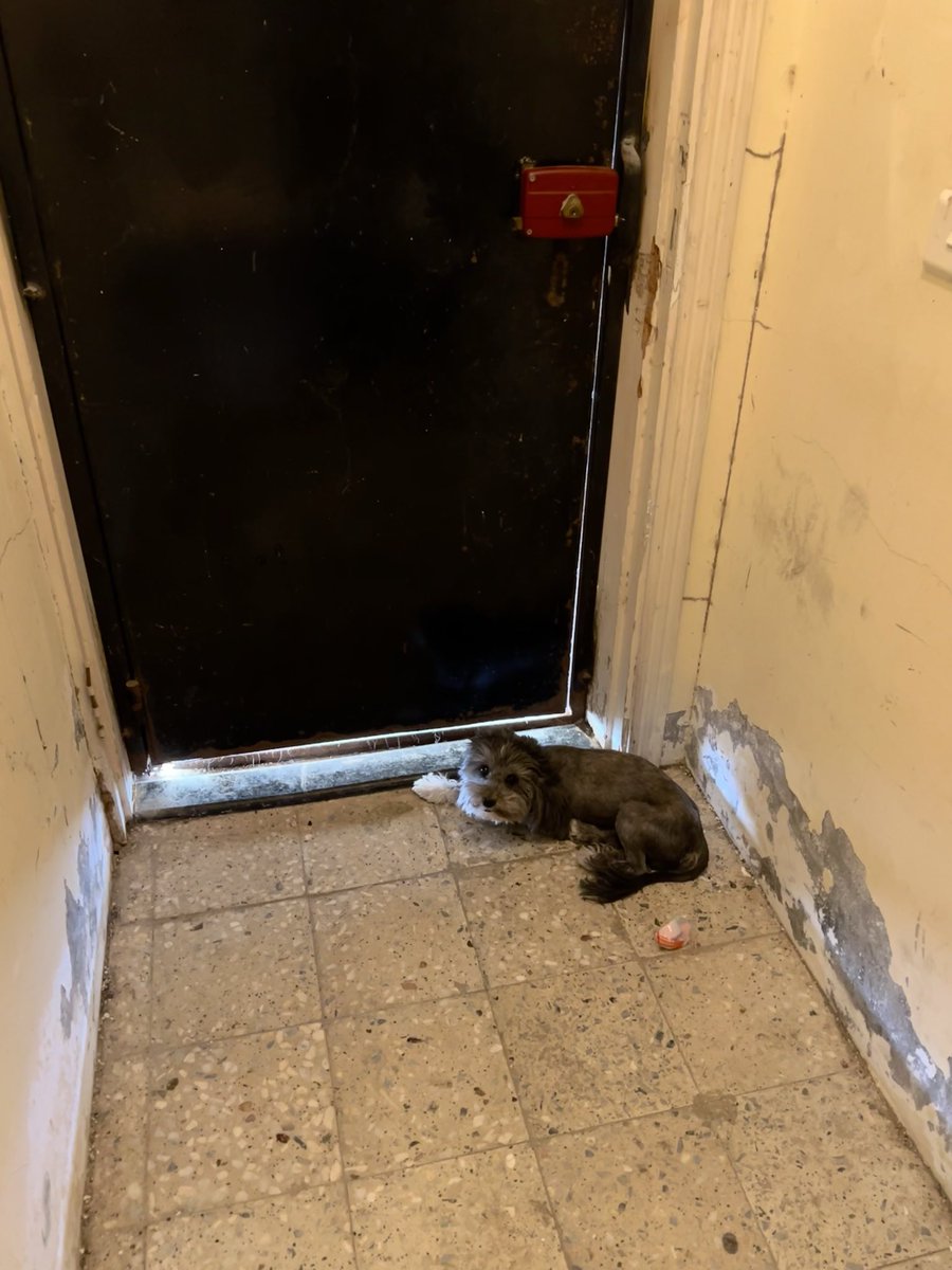 Khaled Alhoqbani tweet media