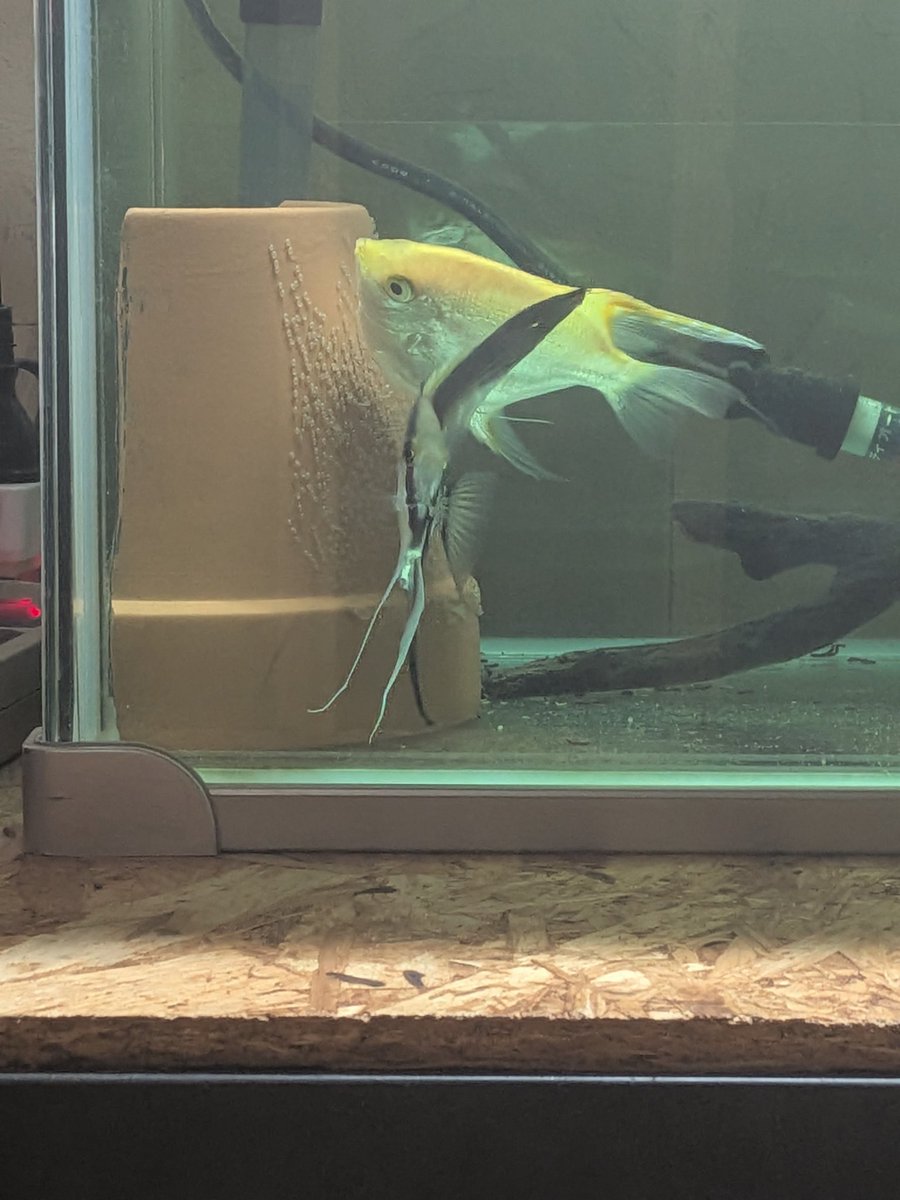yoshi_everfree's tweet photo. エンゼルフィッシ、メスがチェンジして産卵開始。
そんなペアチェンジって、簡単にするの？
 #エンゼルフィッシ https://t.co/W3HVinxnDE