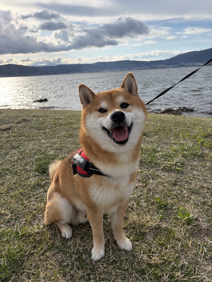 ぽるすけ tweet media