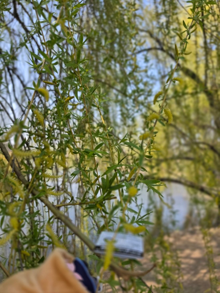 AengBorr（エンボル）@ストレイxr両日 tweet media