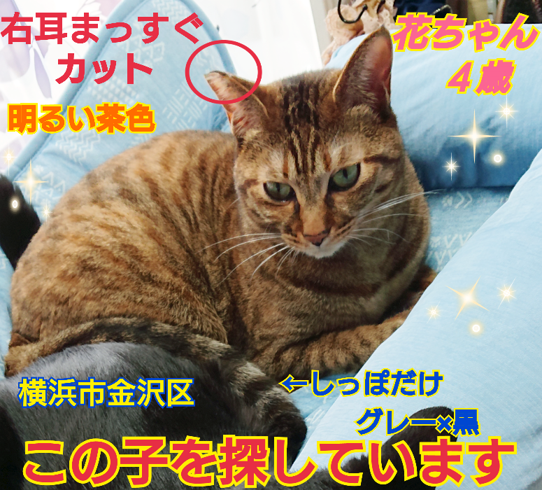 squirrelemi's tweet photo. 猫を探しています。花ちゃん４歳。明るい茶色の猫です。いなくなった時は5.5kgの丸々とした子で首輪はしていませんでした。2024年4月11日横浜市金沢区富岡東の自宅から私の不注意で外に出てしまい迷子のままです。拡散、リポストのご協力ありがとうございます。
#猫を探しています 
#拡散希望 
#迷子猫 https://t.co/qIq7msXvfD