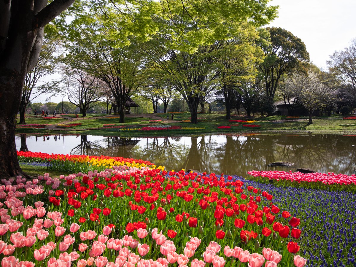 国営昭和記念公園 tweet media