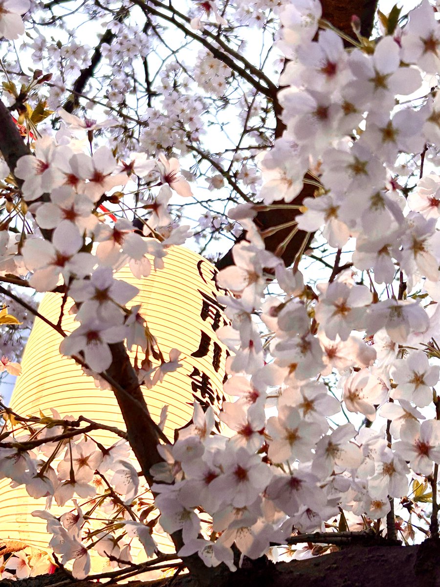 木場ぴくひこ tweet media