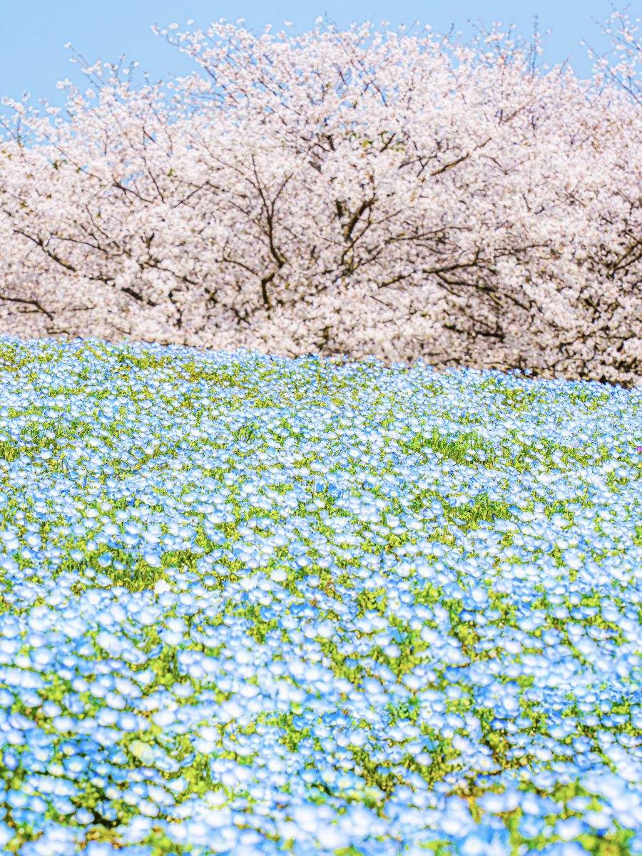 ワカル｜WAKARU tweet media