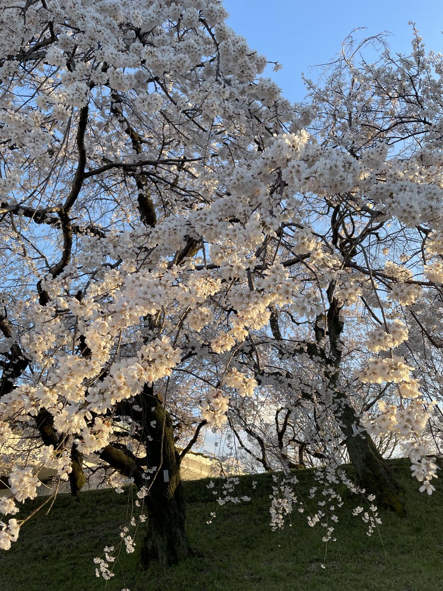 今年の桜🌸
天気とタイミングがなかなか合わなかったけど今年も何回か桜を見に行けた☺️