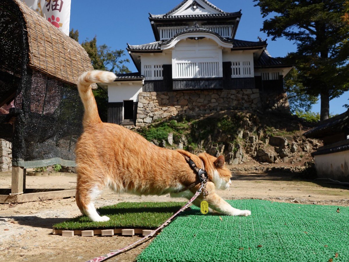 みかん（猫のすみれ） tweet media