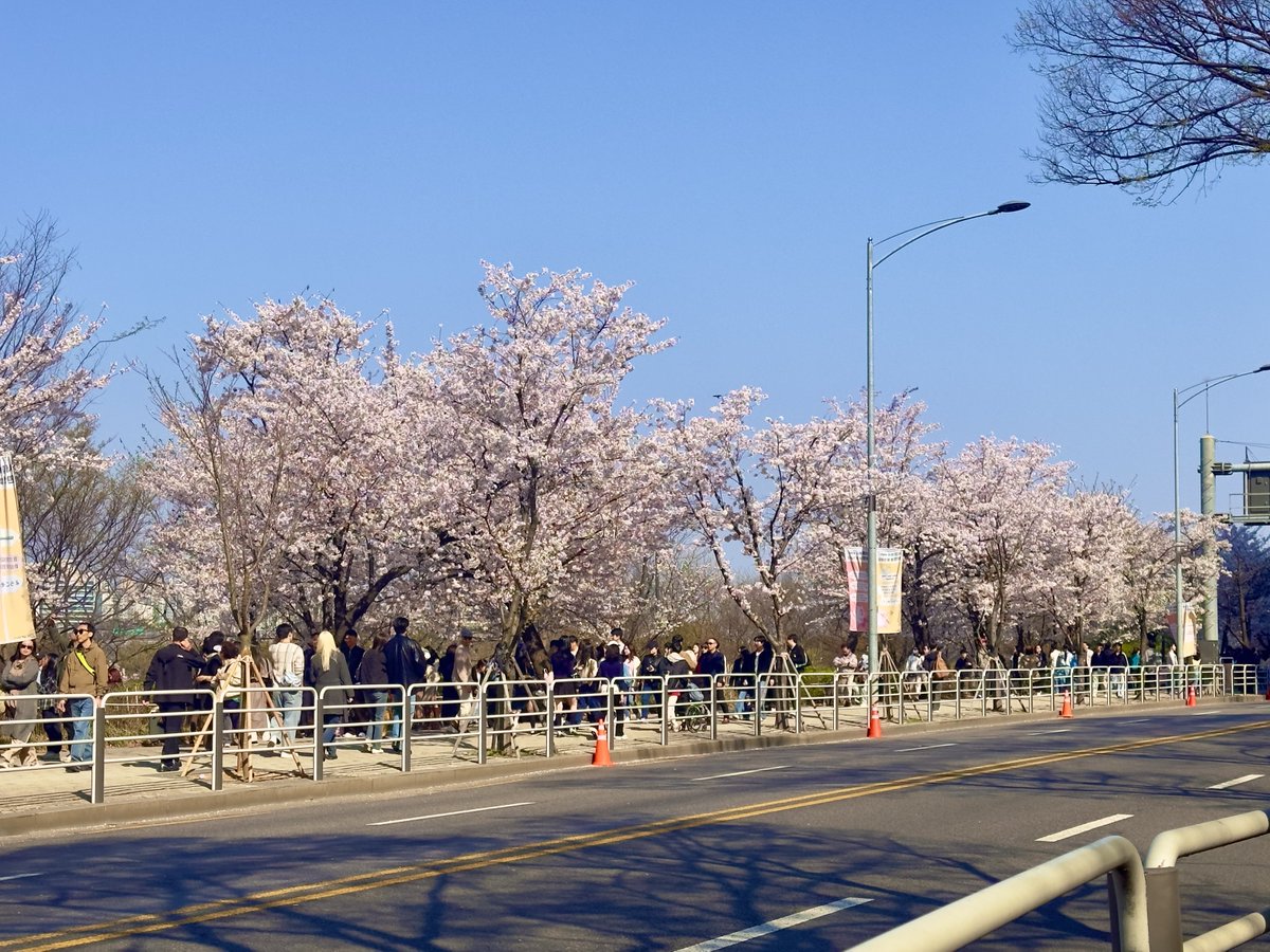 재민아 여의도에 벚꽃 진짜 많아!!!!