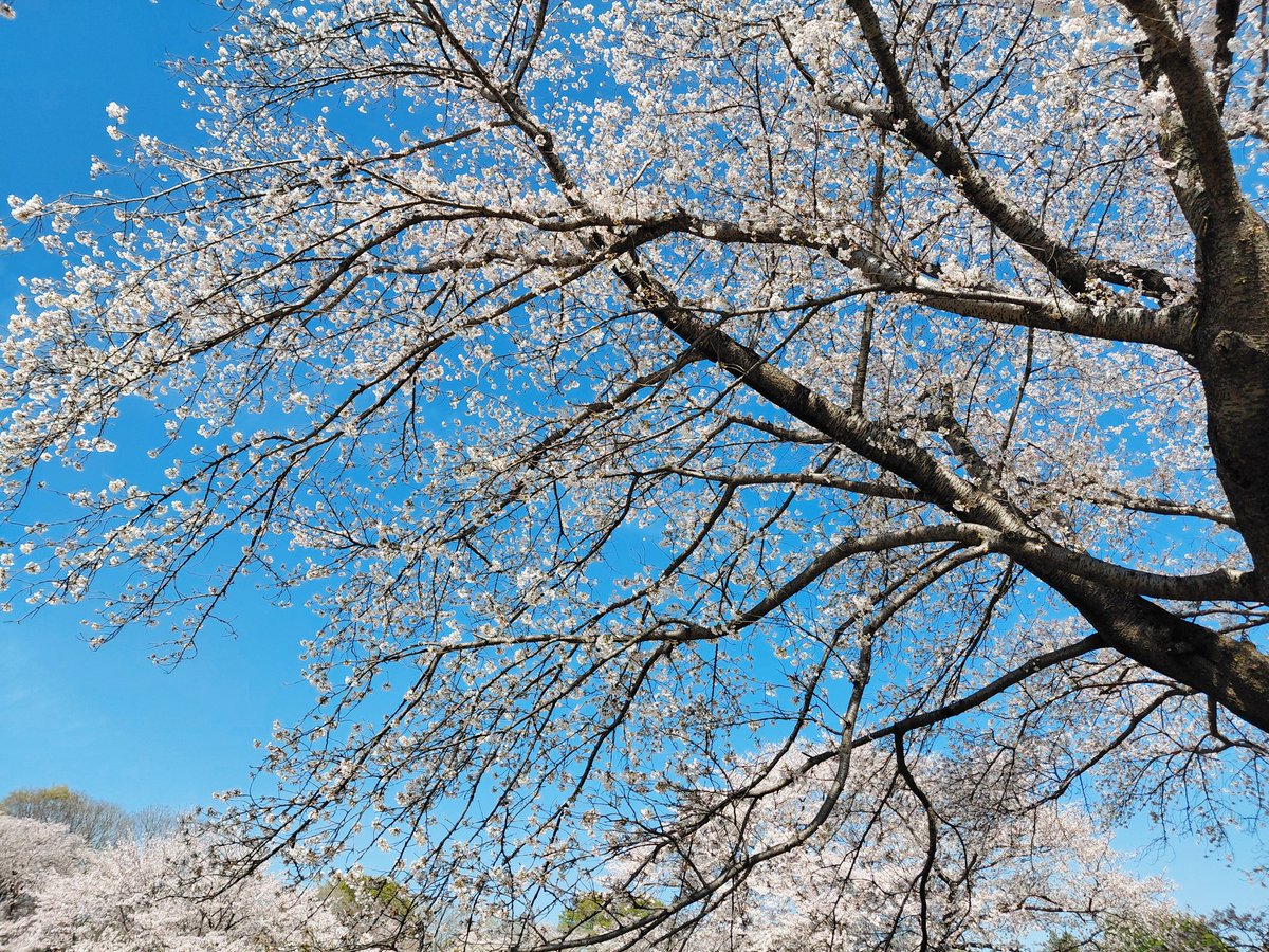 夢川まりな@漫画家『稲川怪談』単行本 tweet media